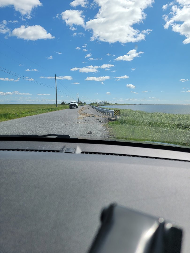 Dupont NC - Dead horseshoe crabs on road in
