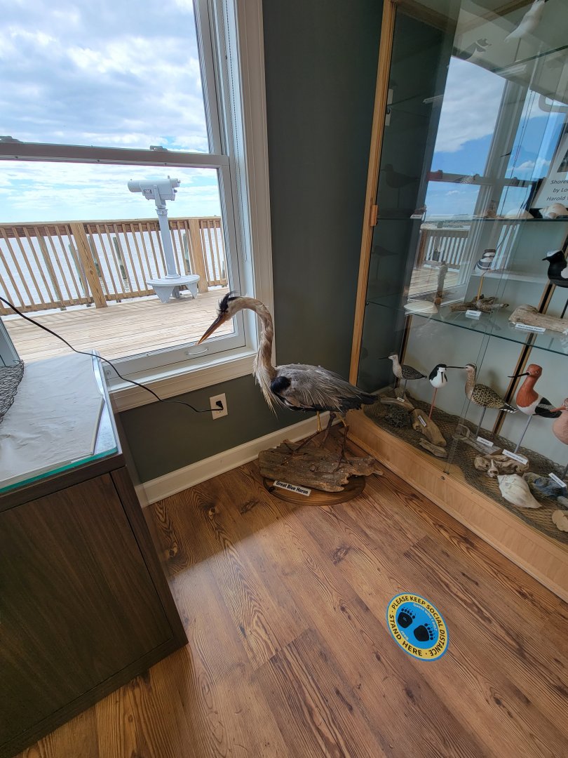 Dupont NC - Great blue heron mount