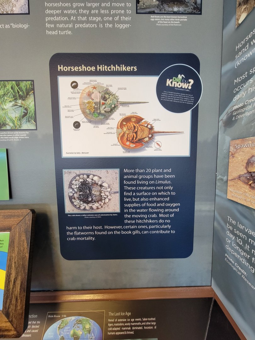 Dupont NC - Horseshoe crab anatomy