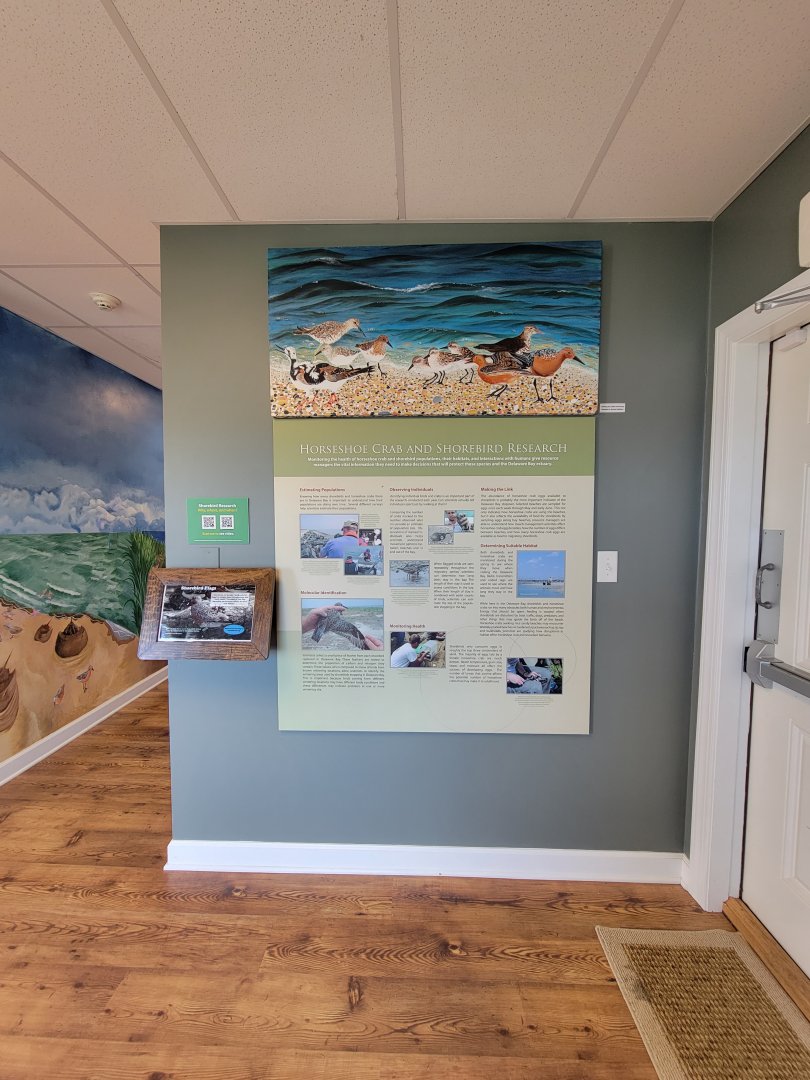 Dupont NC - Horseshoe crab and shorebird research