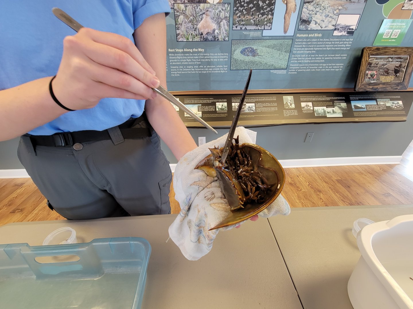 Dupont NC - Horseshoe crab feeding time!