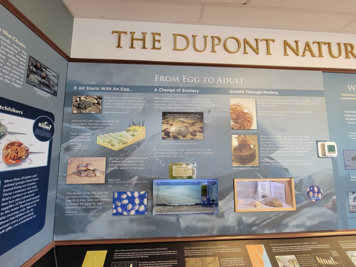 Dupont NC - Horseshoe crab info, from egg to adult