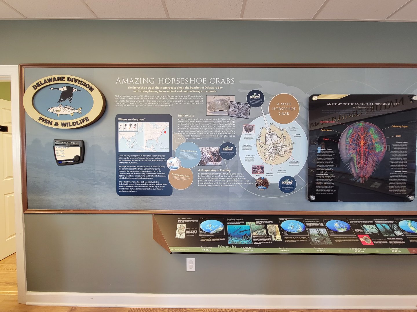 Dupont NC - Horseshoe crab info, history of the world during their existence