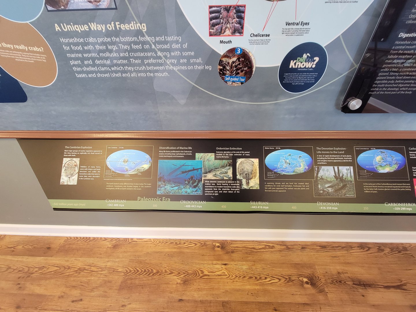 Dupont NC - Horseshoe crab info, history of the world during their existence