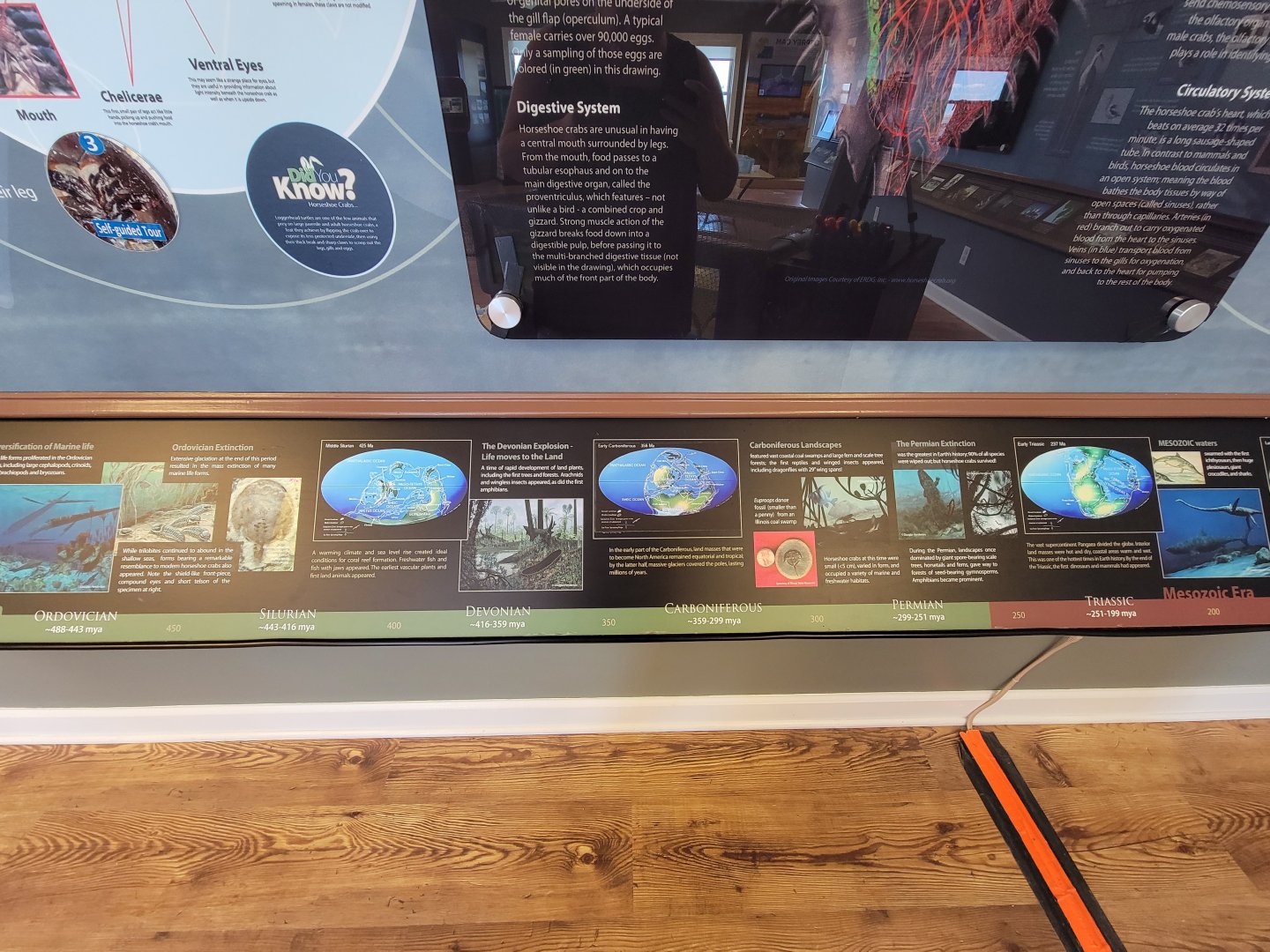 Dupont NC - Horseshoe crab info, history of the world during their existence