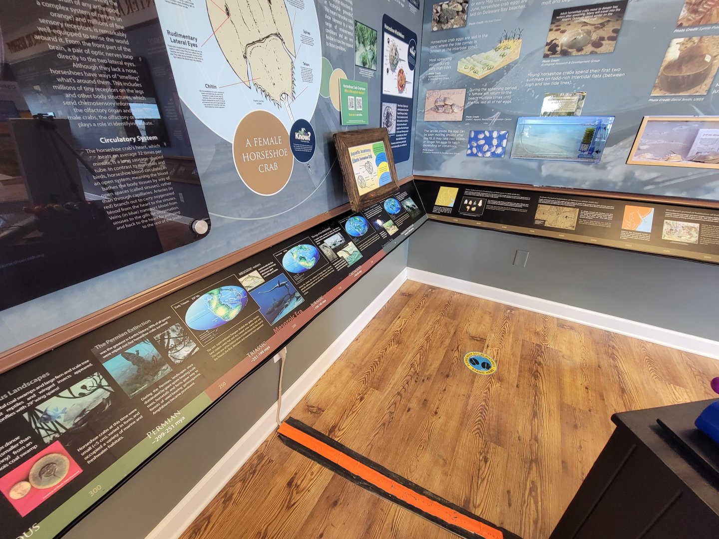 Dupont NC - Horseshoe crab info, history of the world during their existence