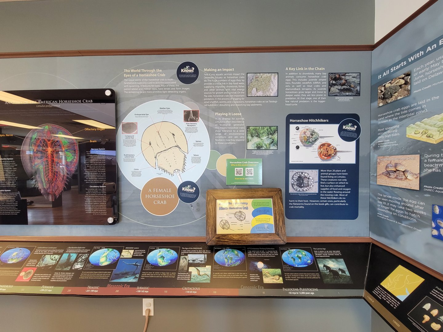 Dupont NC - Horseshoe crab info, history of the world during their existence