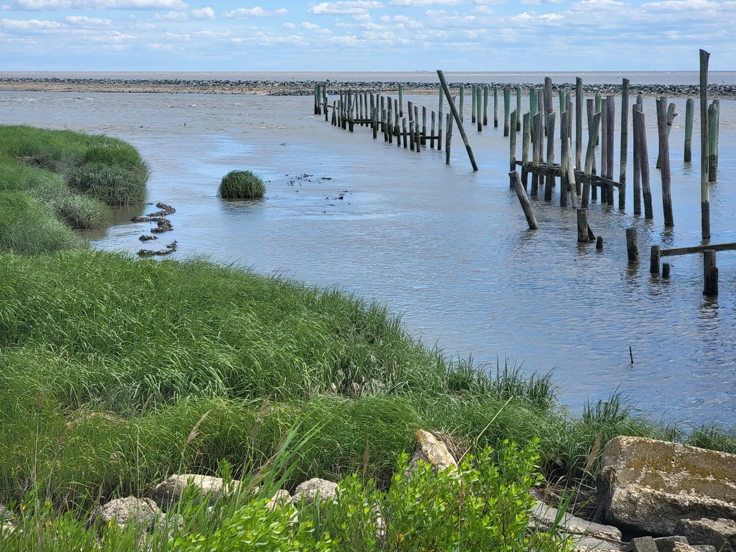 Dupont NC - Man-made oyster beds