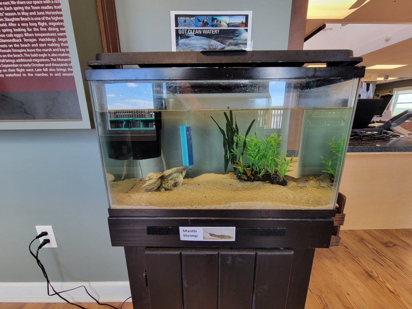 Dupont NC - Mantis shrimp