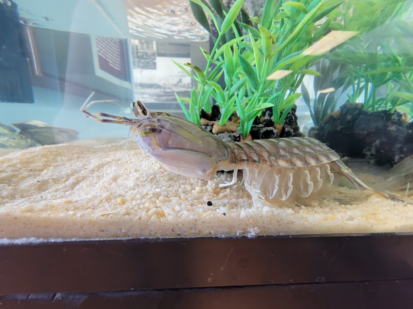 Dupont NC - Mantis shrimp