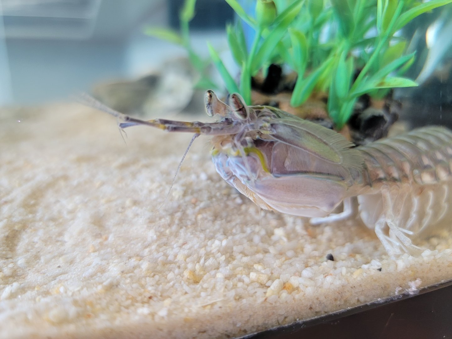 Dupont NC - Mantis shrimp