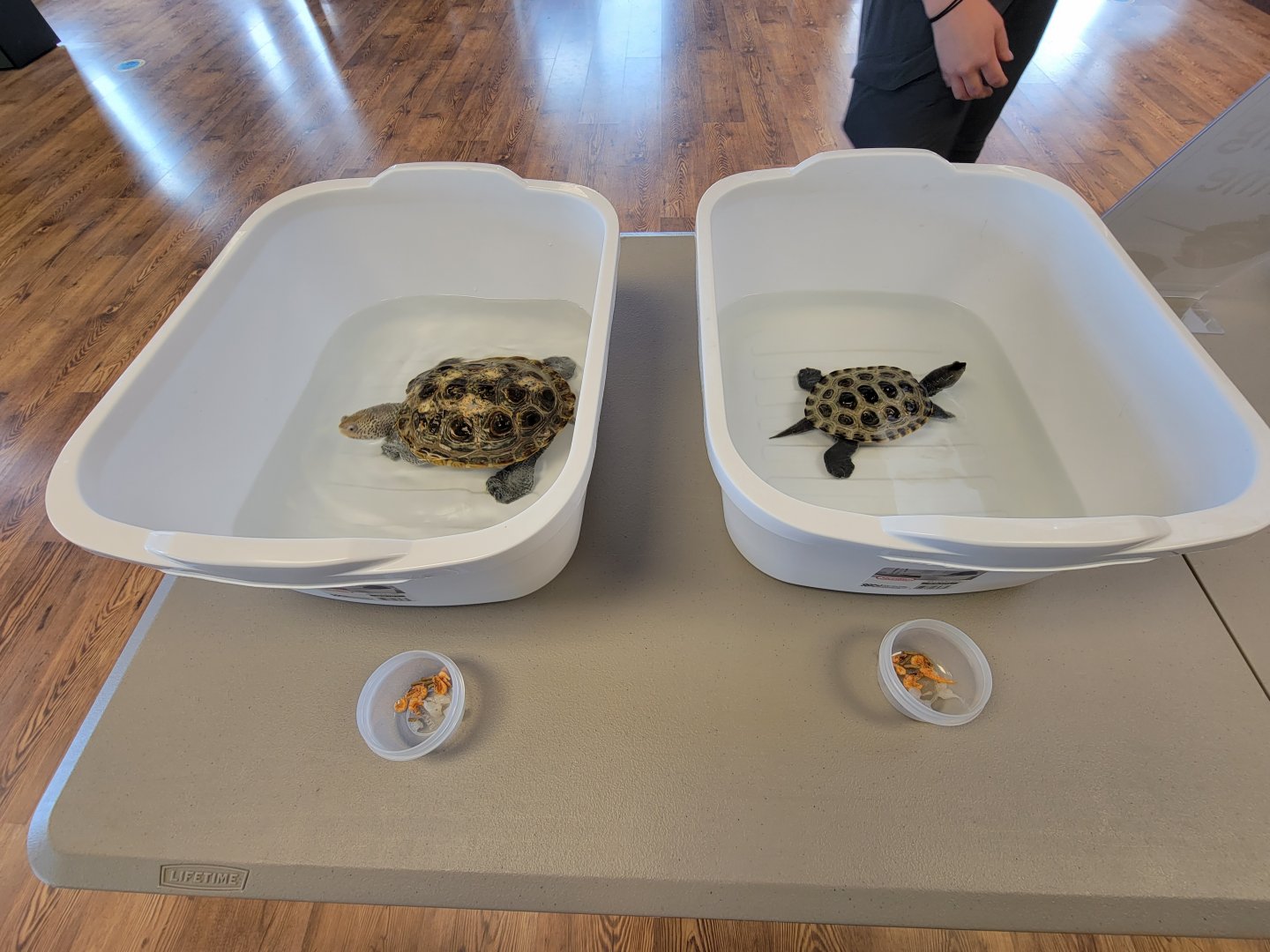 Dupont NC - Northern Diamondback Terrapin feeding time!