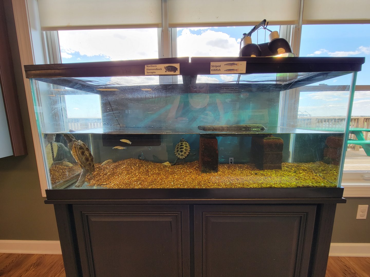 Dupont NC - Northern Diamondback Terrapins, 1.1