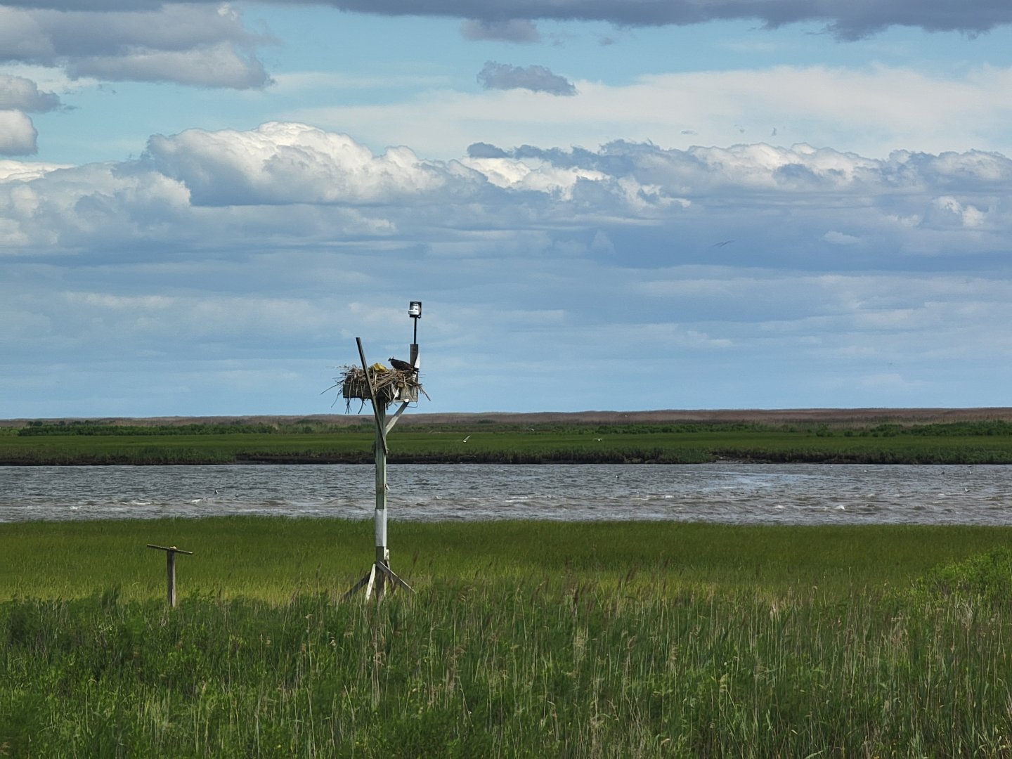 Dupont NC - Osprey feeding her month old babies