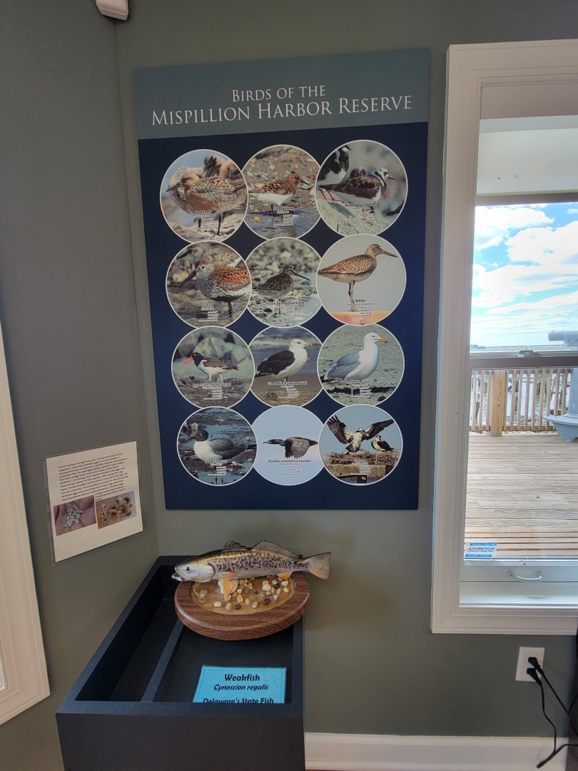 Dupont NC - Poster of some local species