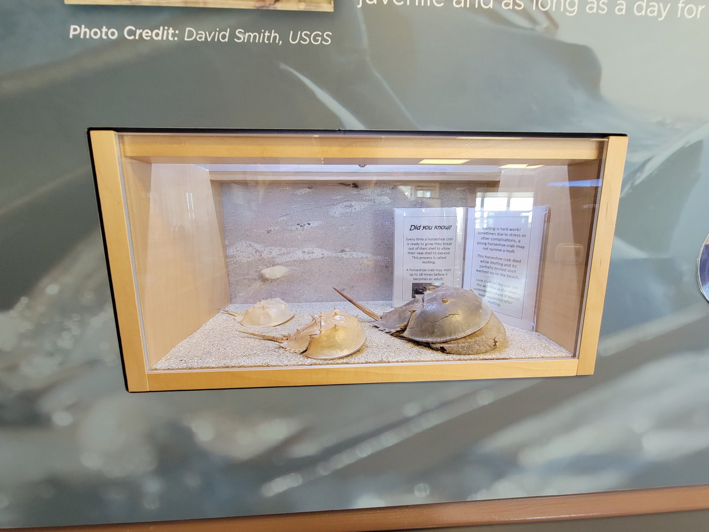 Dupont NC - Showing how the crabs shed their shells as they grow