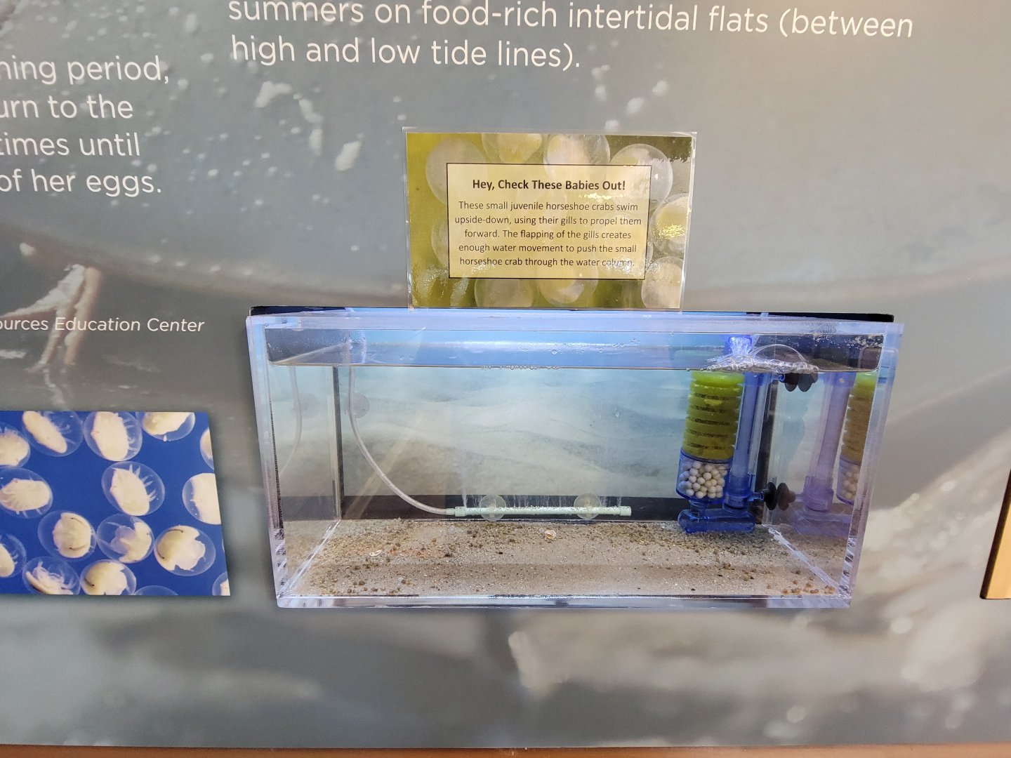 Dupont NC - Tank for baby horseshoe crabs