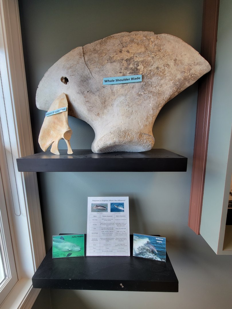 Dupont NC - "Whale" and "dolphin" shoulder blades