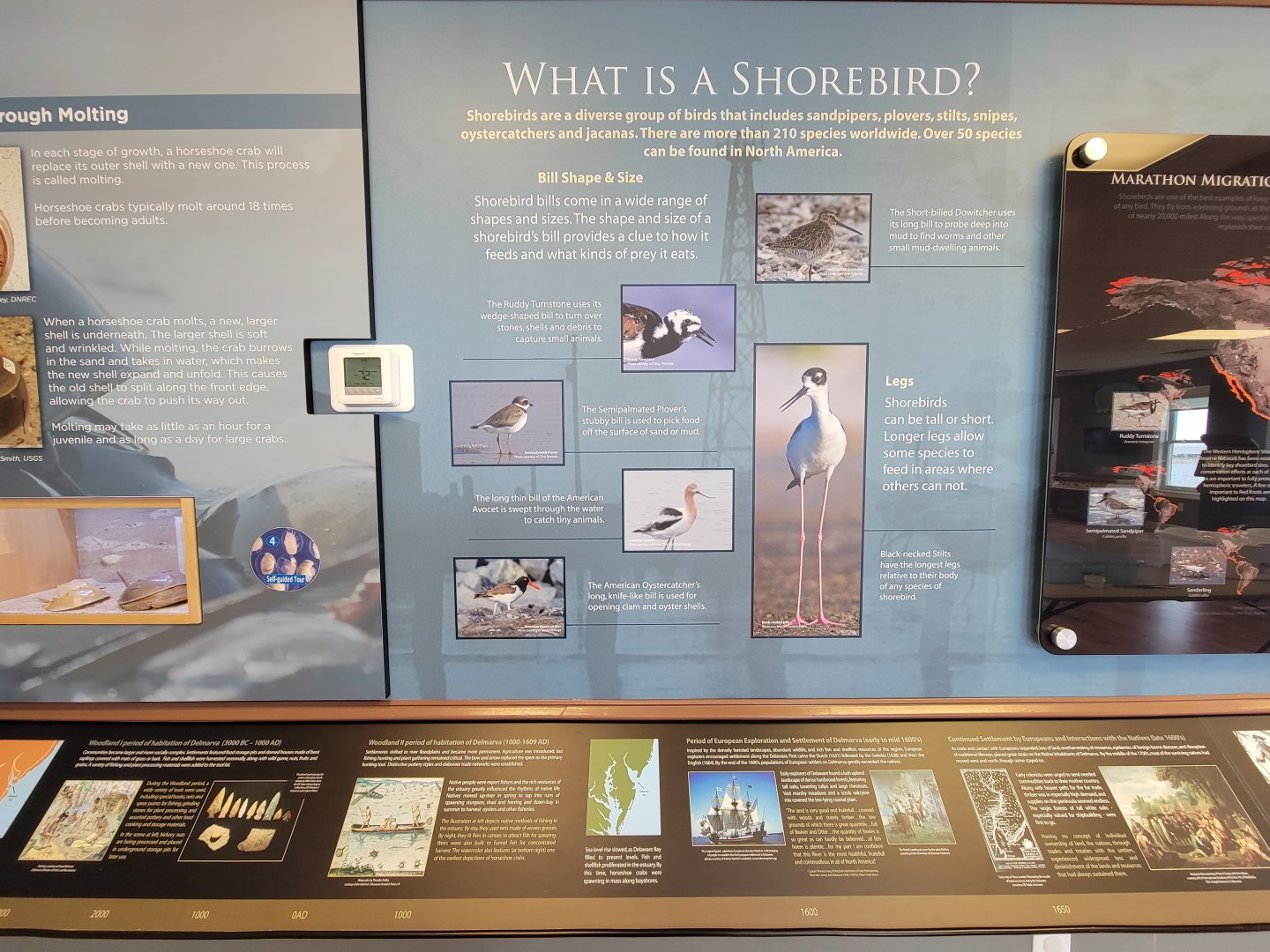 Dupont NC - What is a shorebird?