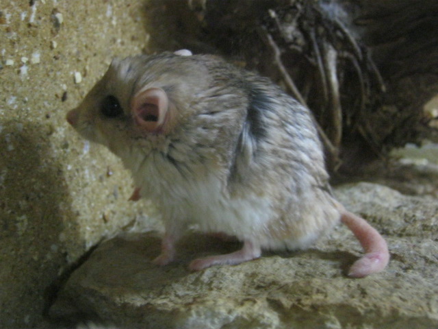 Duprasi or Fat-tailed Jird.