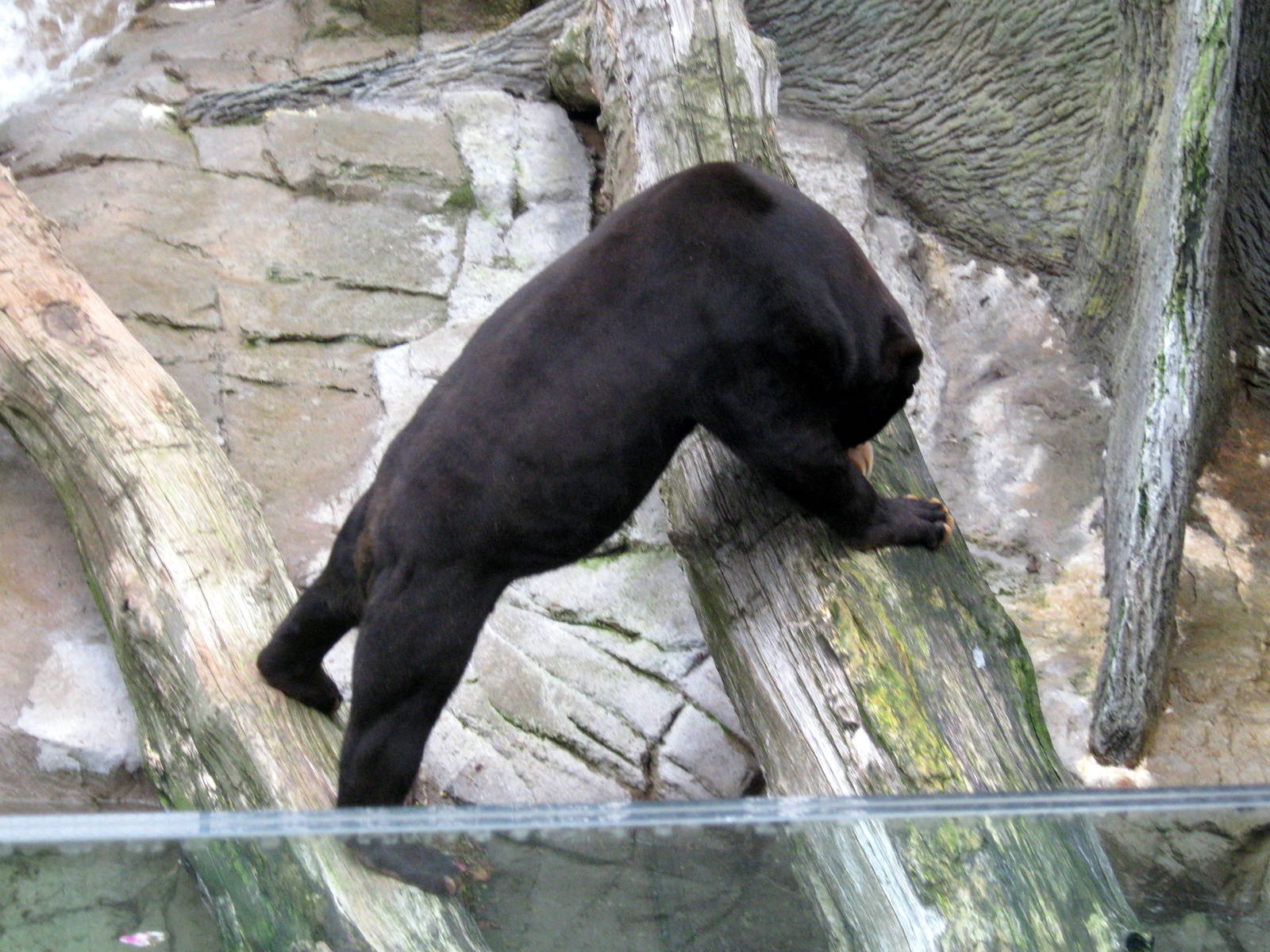 Durham Bear Canyon-Malayan Sun Bear