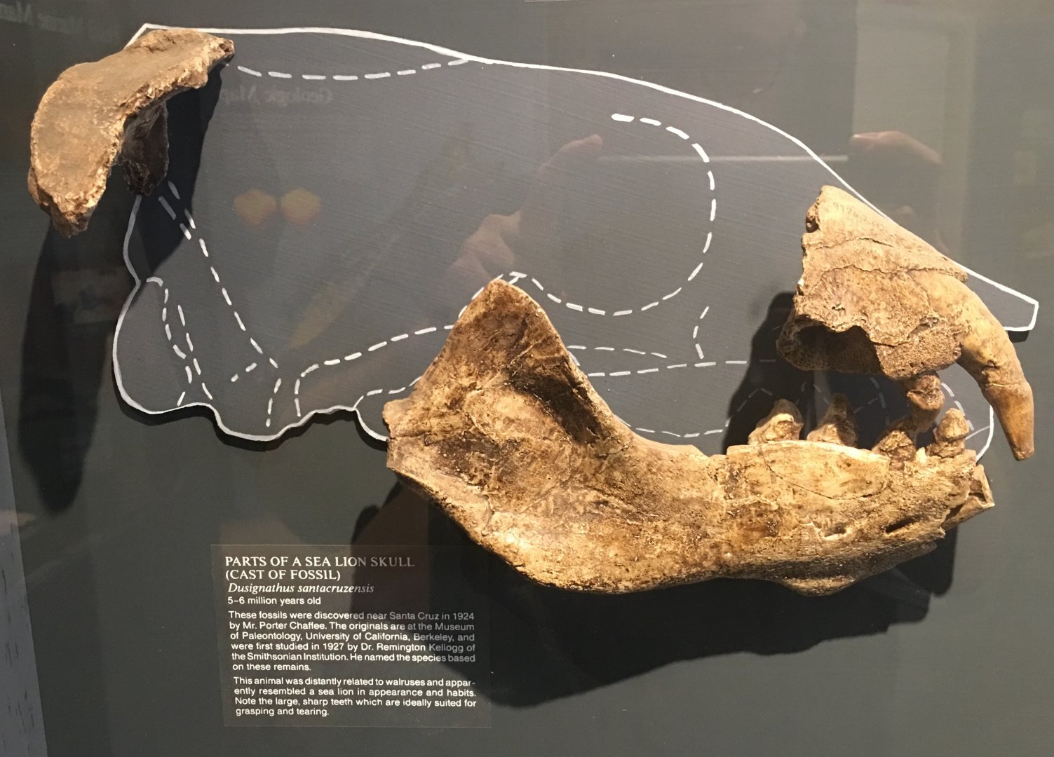 Dusignathus santacruzensis