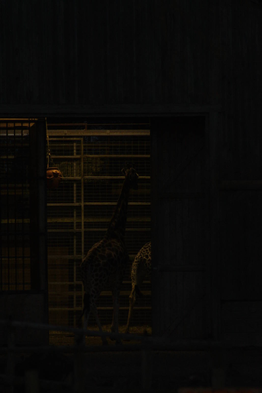 Dusk at the Giraffe House (hybrids), 22nd December 2014