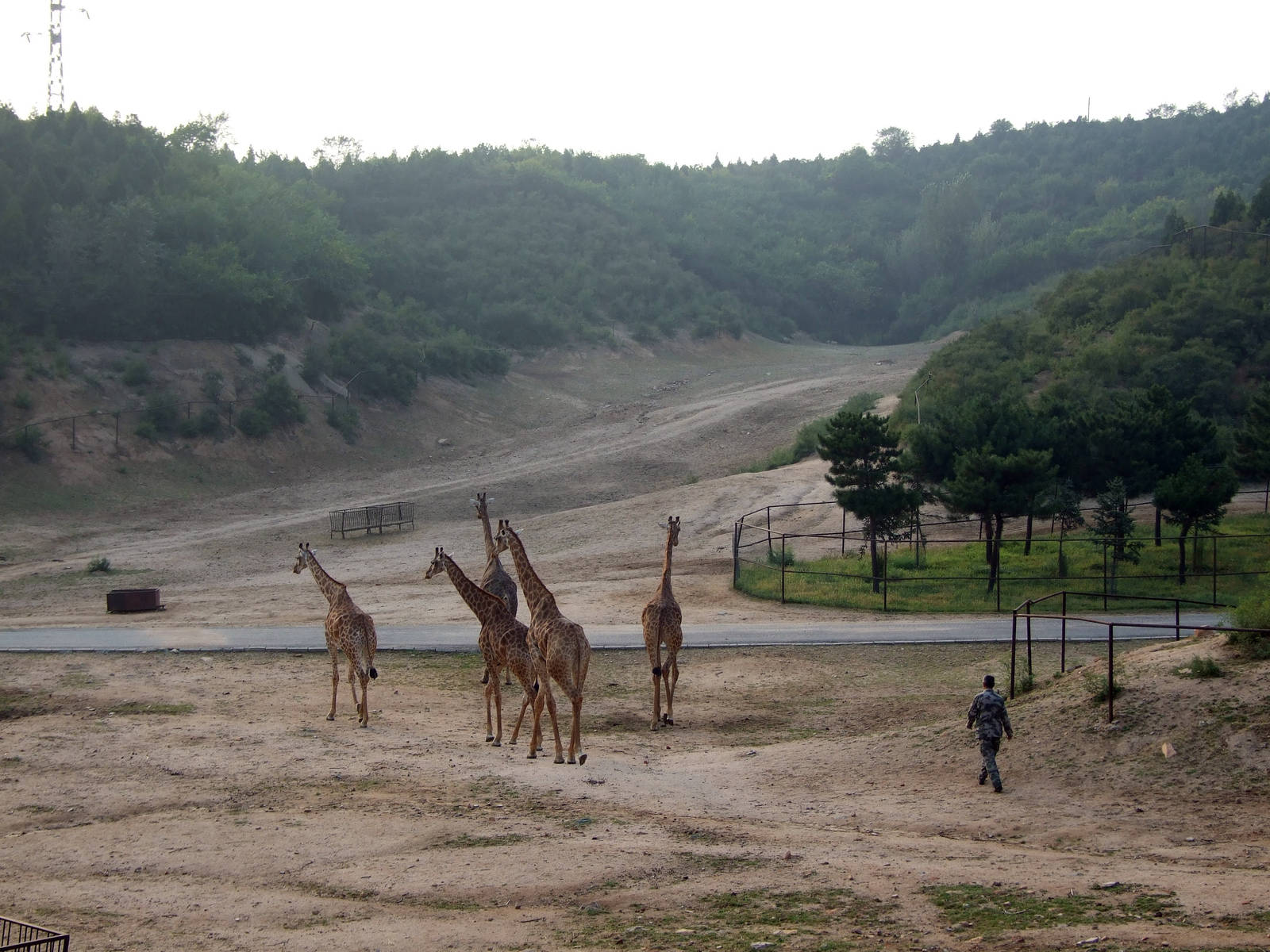 Dusk, giraffes go home