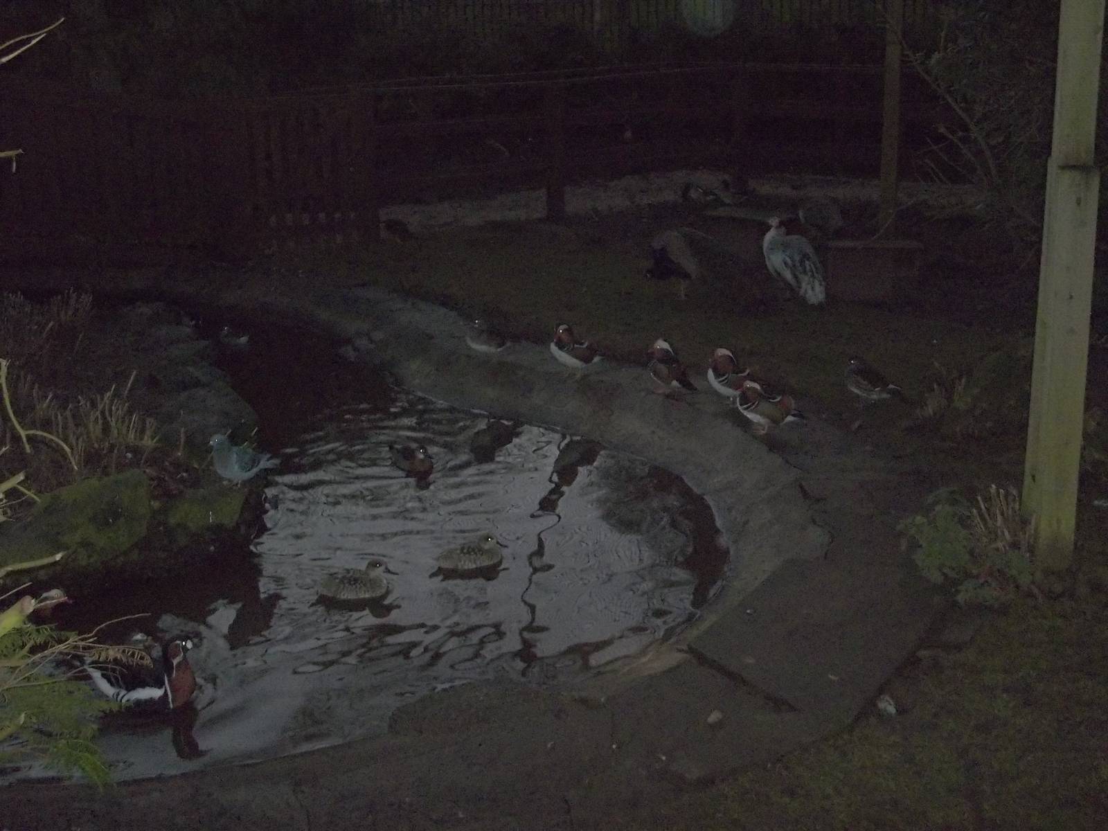 Dusk in the walk-through aviary, 24th December 2014