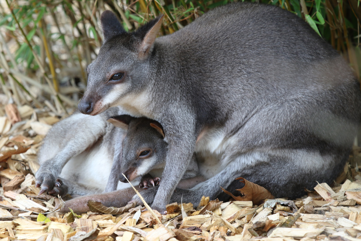 Duskey Pademelon at Chester Zoo 16-Aug-2020