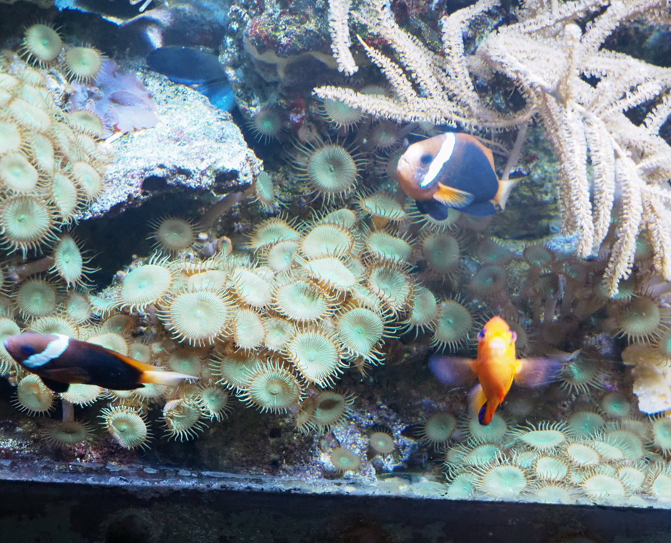 Dusky anemonefish (Amphiprion melanopus), Flame angel (Centropyge loricula) and Cnidarians, 2022-09-14