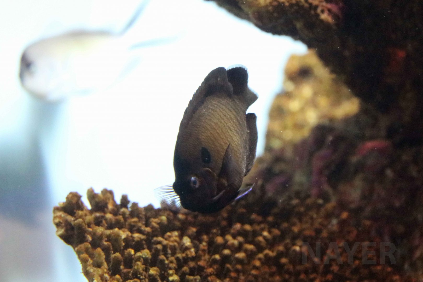 Dusky angelfish