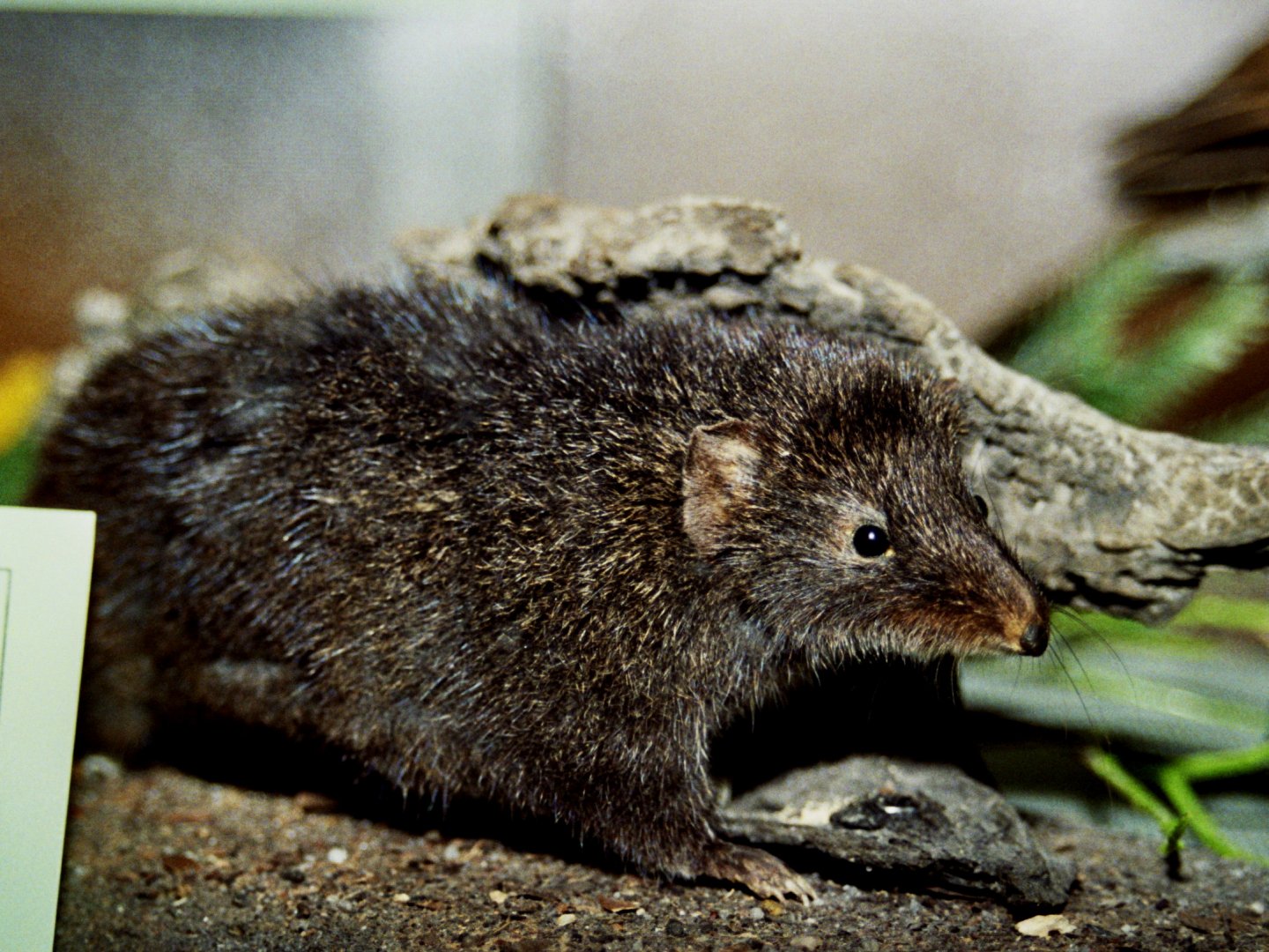 dusky antechinus (Antechinus swainsonii) mounted specimen