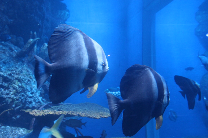 Dusky batfish (Platax pinnatus)