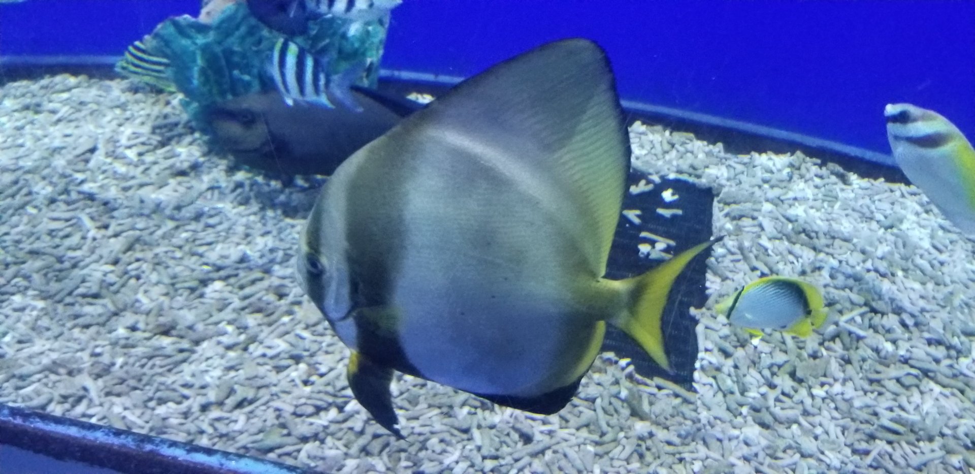 Dusky Batfish