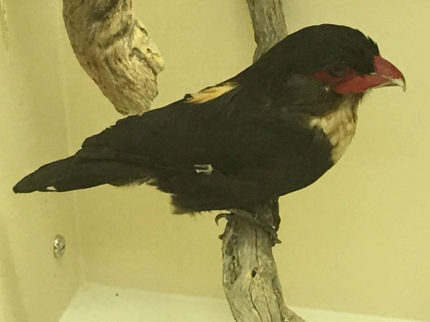 Dusky broadbill (Calyptomena sumatranus)