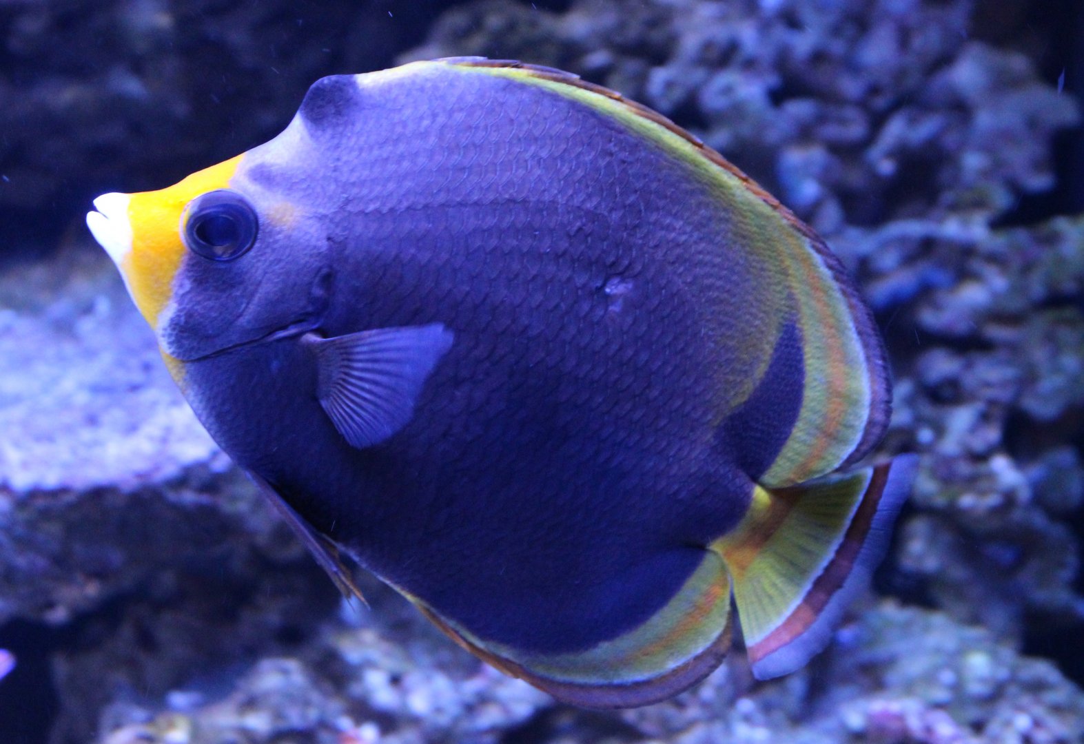 Dusky butterflyfish - Chaetodon flavirostris