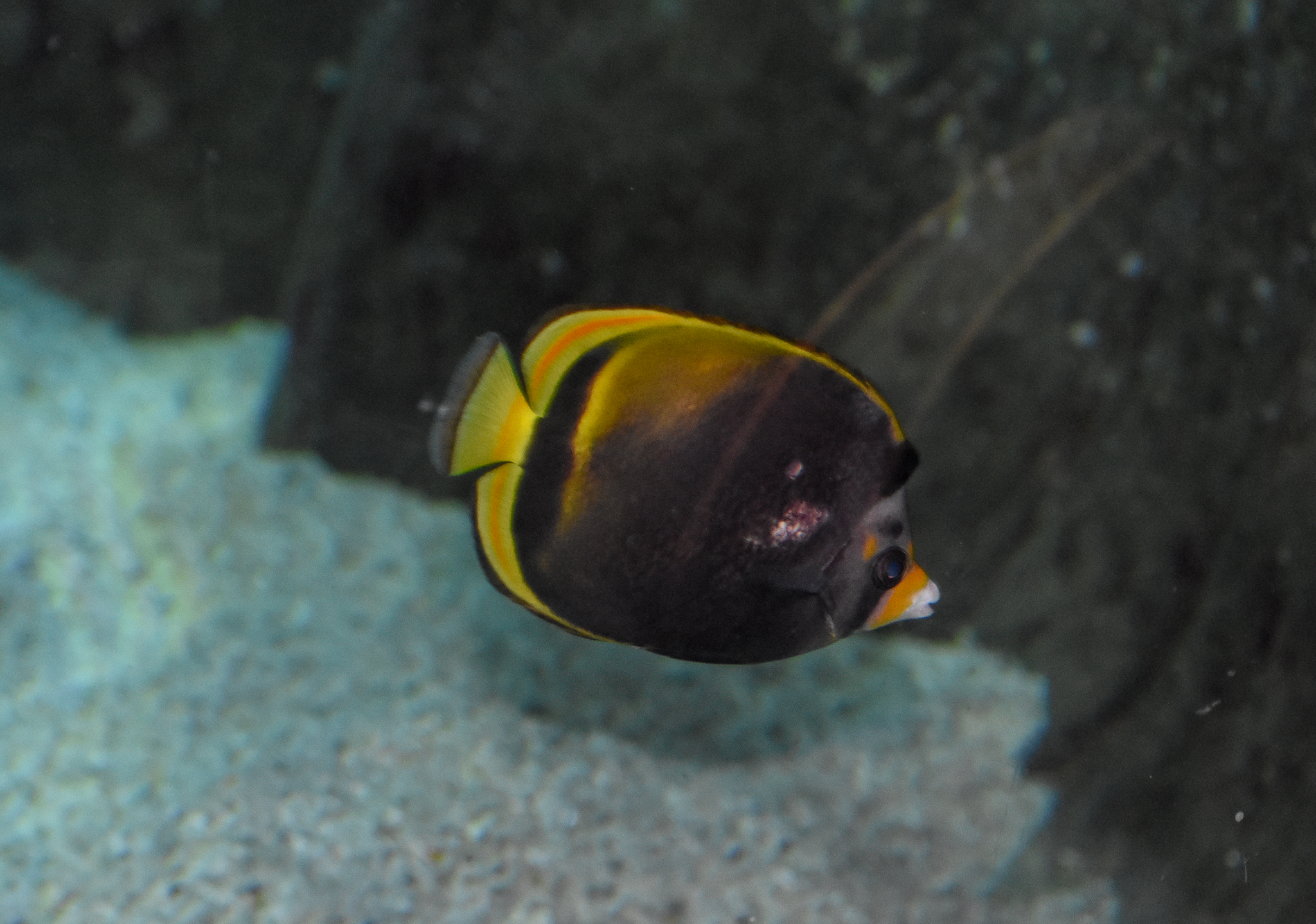 Dusky Butterflyfish