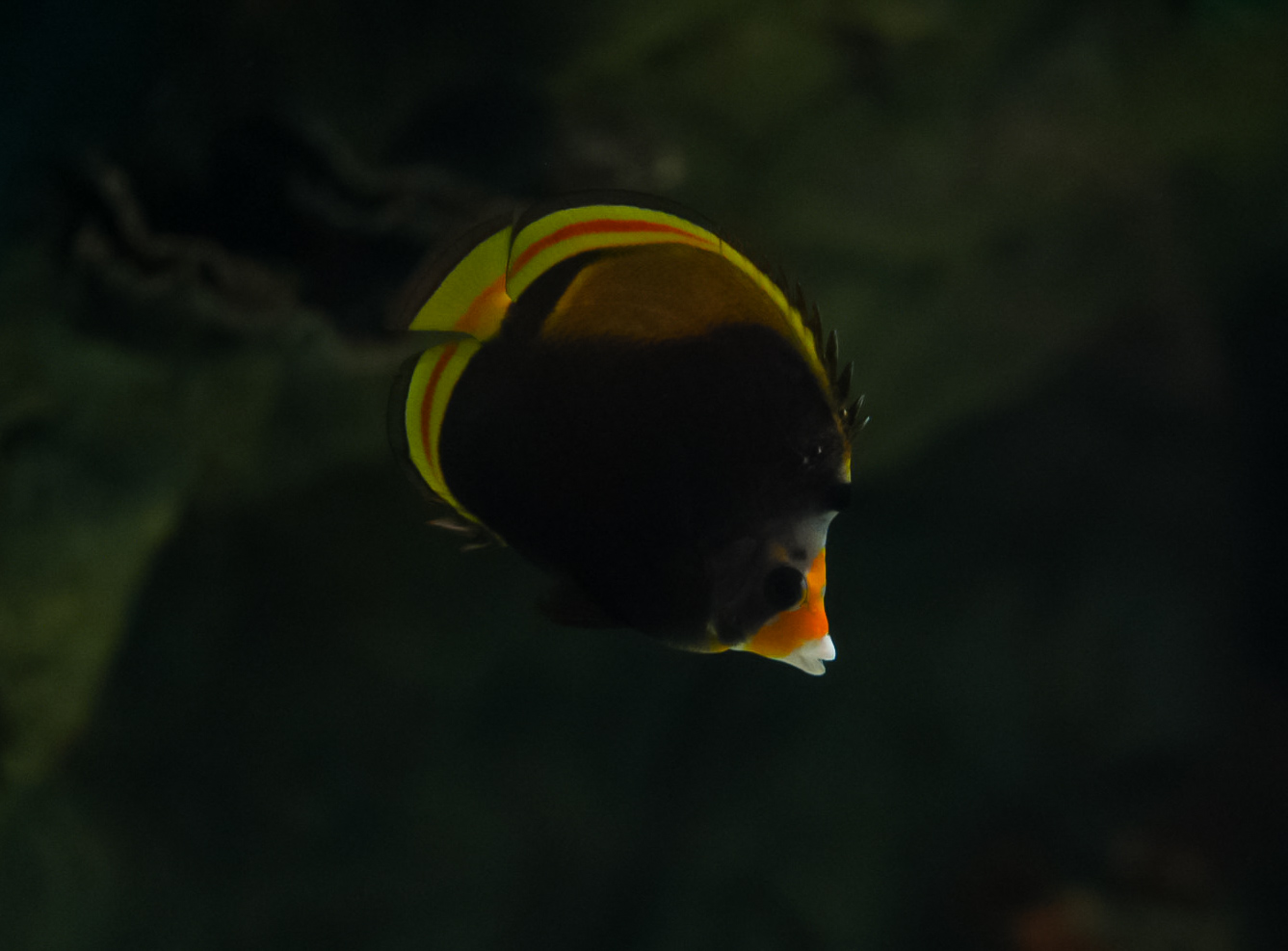 Dusky Butterflyfish