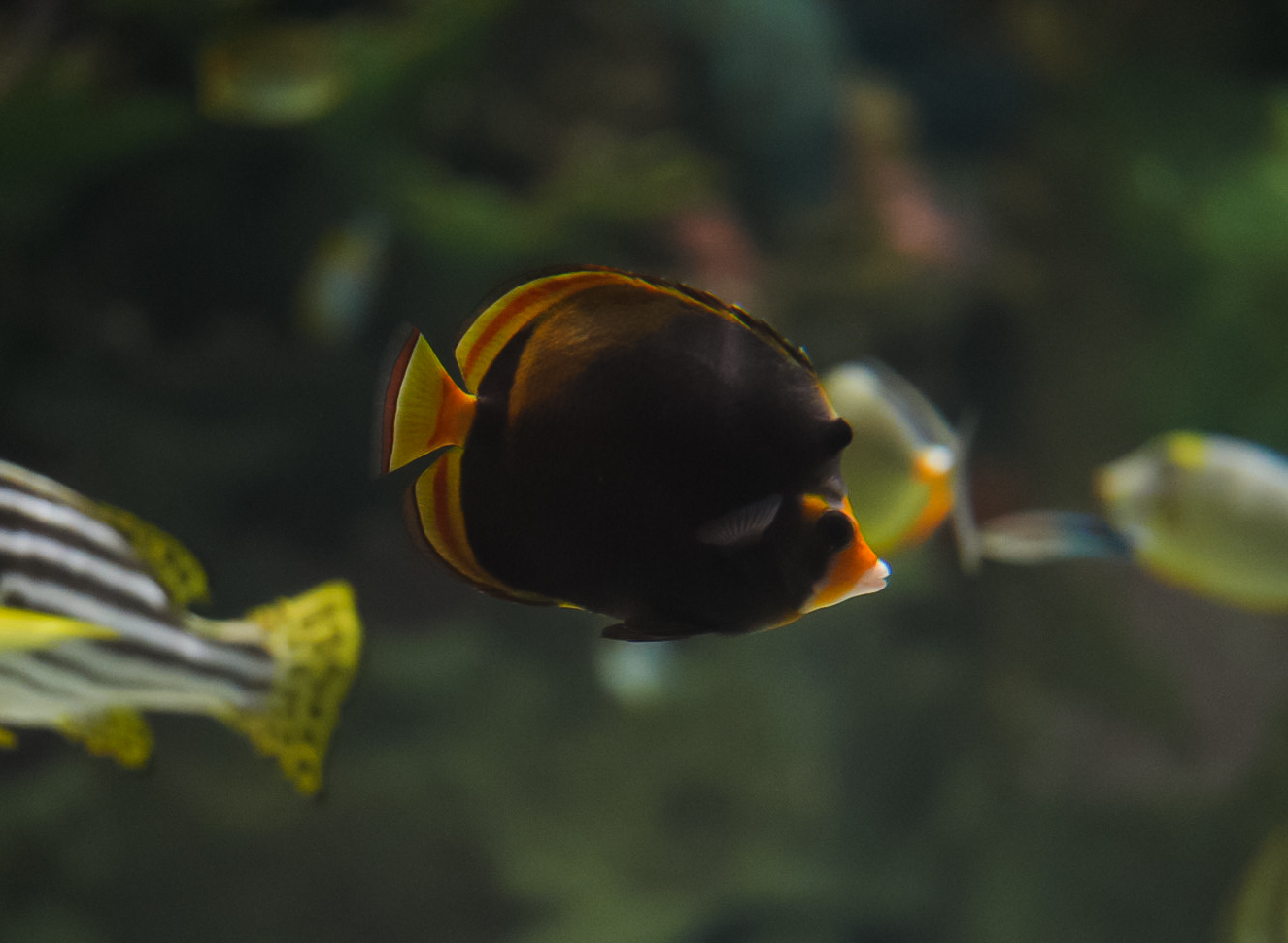 Dusky Butterflyfish