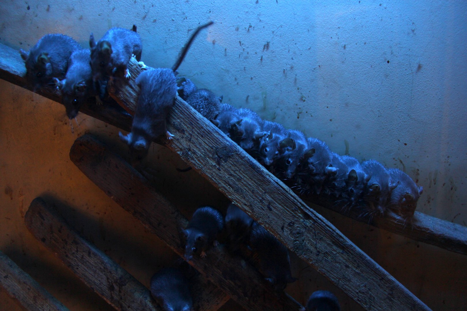 Dusky Cairo Spiny Mouse (Acomys cahirinus cahirinus)