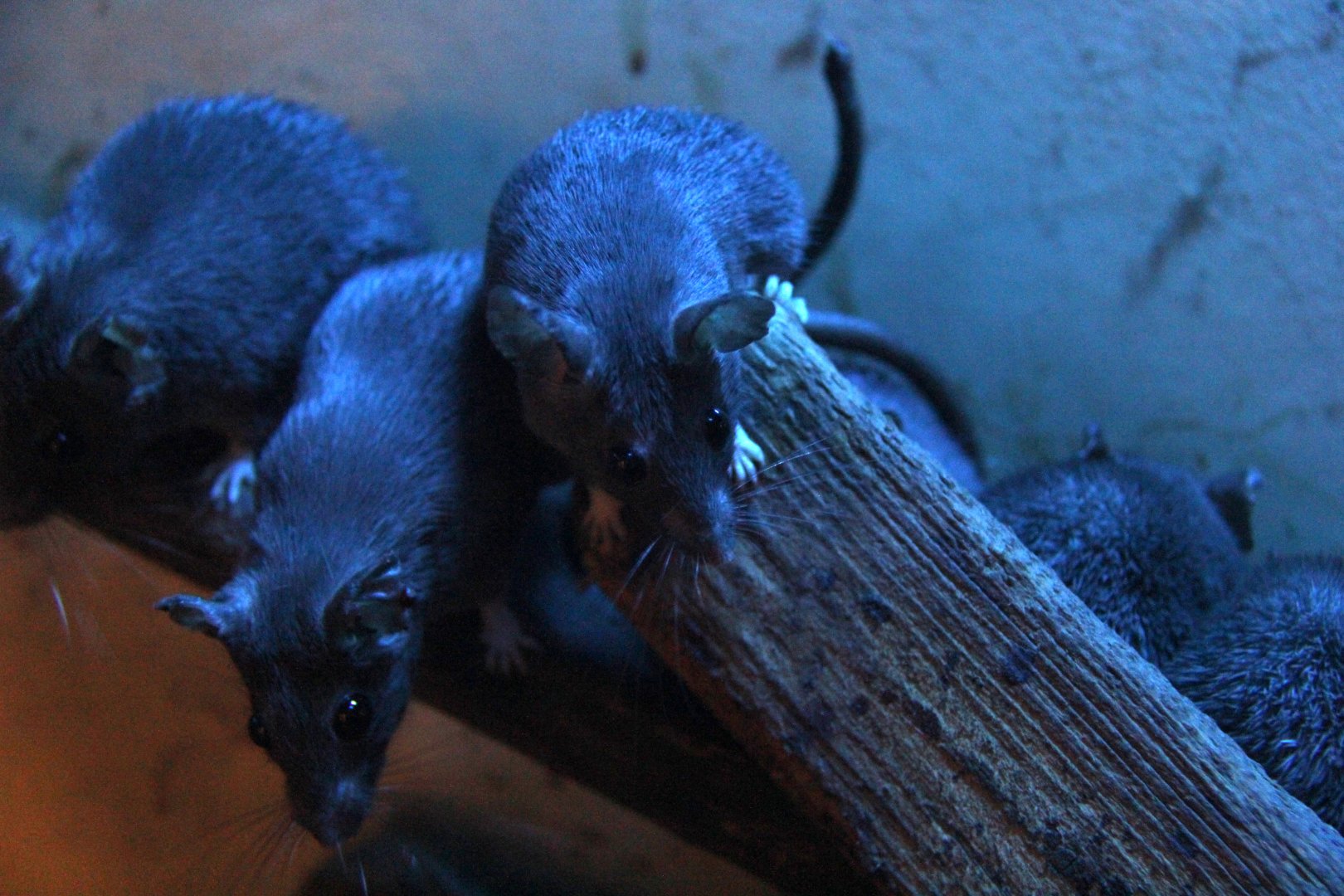 Dusky Cairo Spiny Mouse (Acomys cahirinus cahirinus)