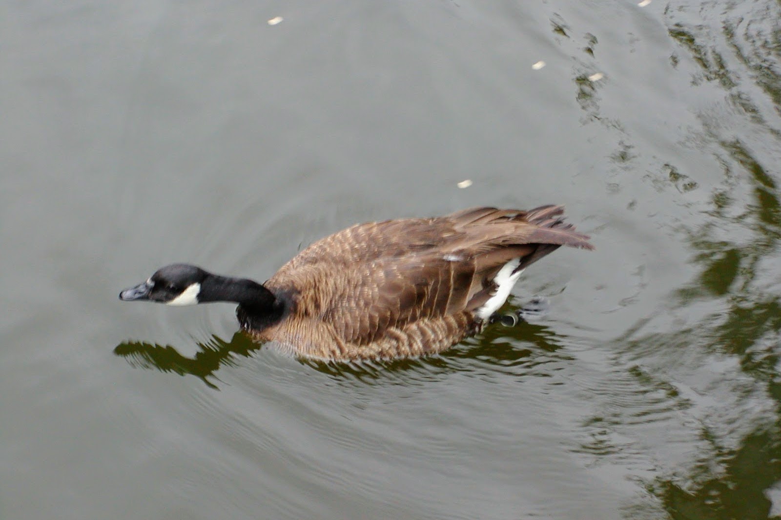 Dusky Canada Goose