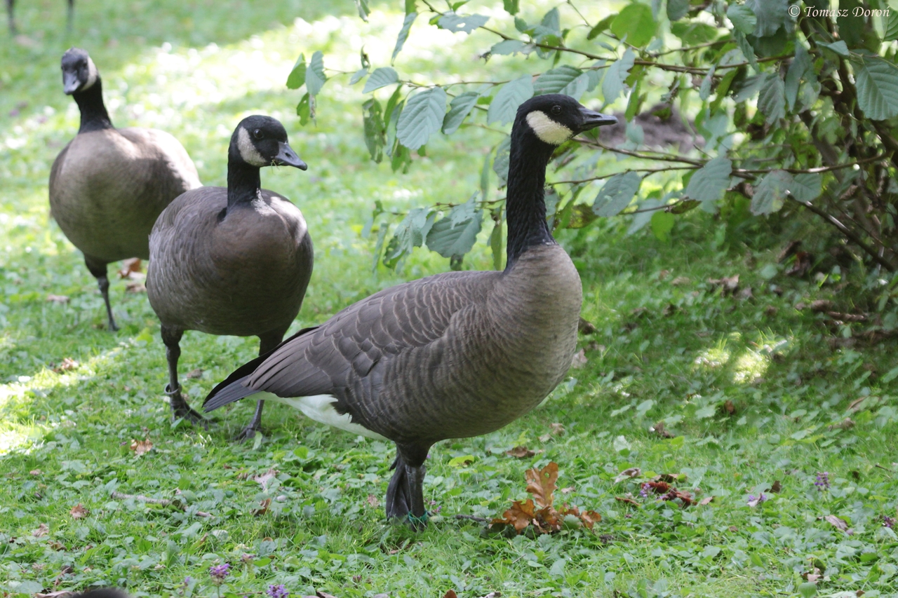 Dusky Canada Gooses (Branta canadensis occidentalis)