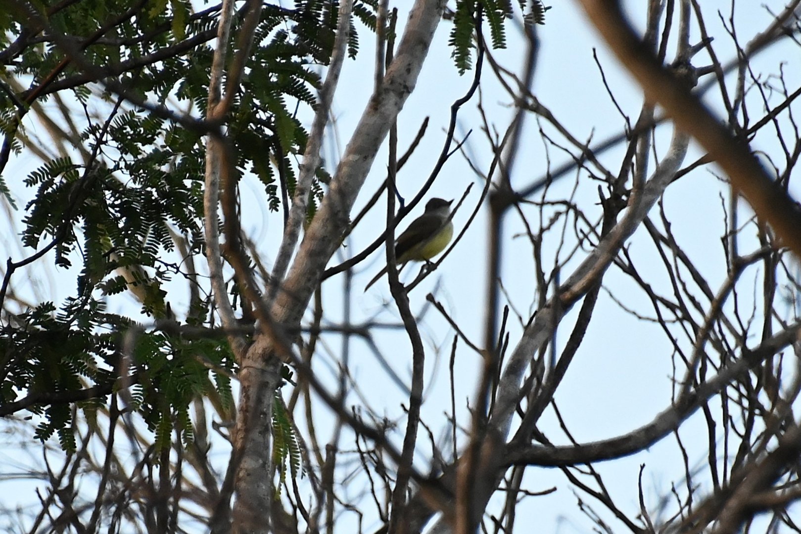 Dusky-capped flycatcher (Myiarchus tuberculifer)