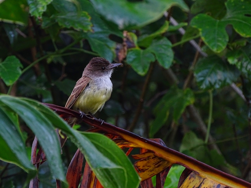 Dusky-capped flycatcher