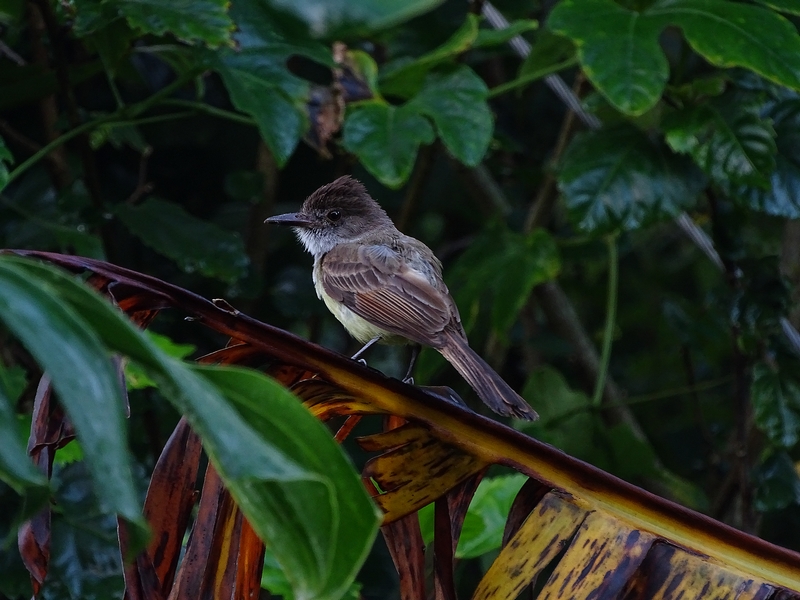 Dusky-capped flycatcher