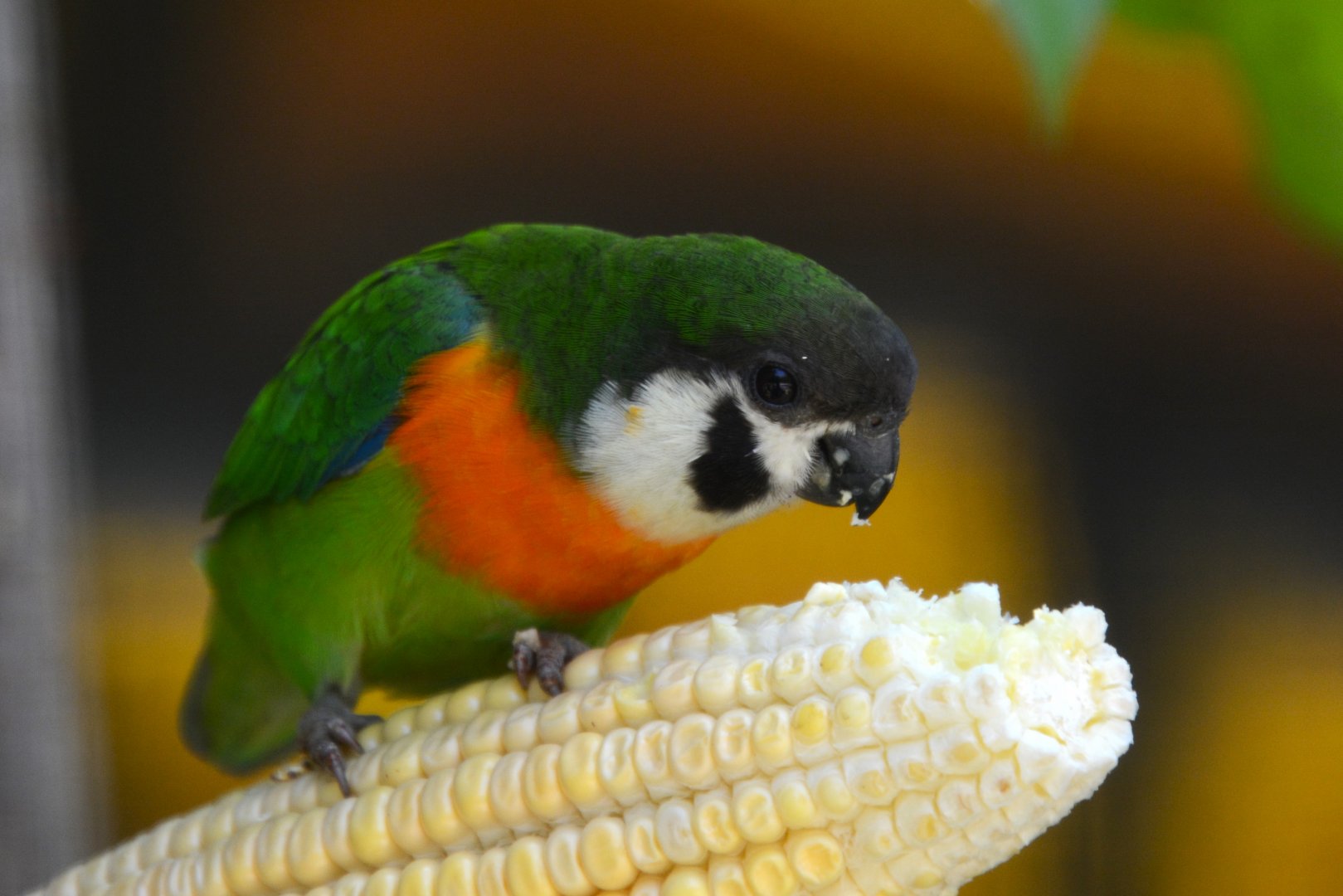 Dusky-cheeked fig parrot (Cyclopsitta melanogenia)