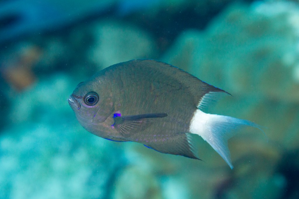Dusky Chromis