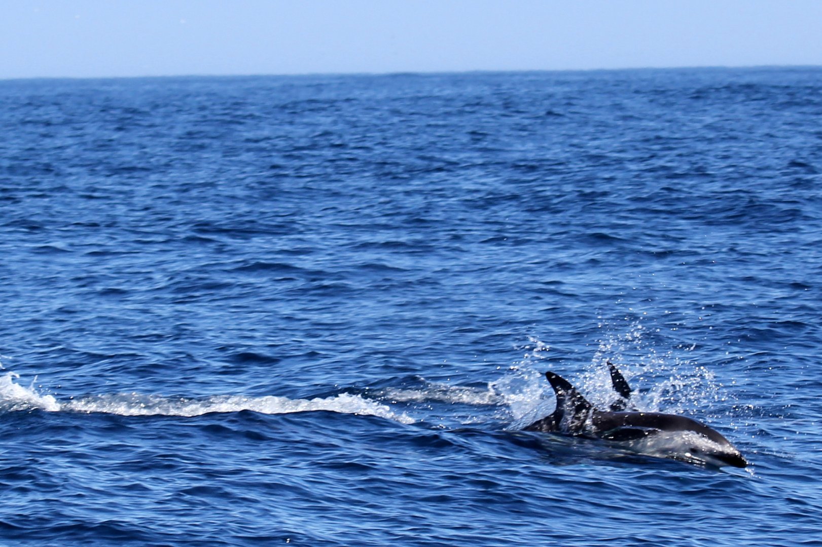 dusky dolphin (Lagenorhynchus obscurus)